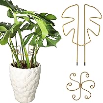 モンステラ 鉄スタンド　黒 モンステラ 鉄スタンド 黒 モンステラ 鉄スタンド 黒 観葉植物